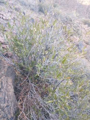 Image of Vauquelinia californica by no rights reserved