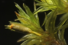 Lewinskya elegans