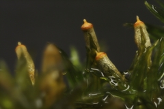 Lewinskya elegans