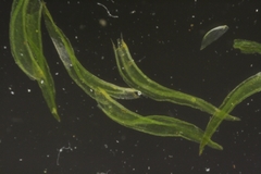Lewinskya elegans