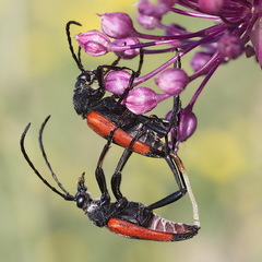 Stictoleptura cordigera