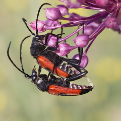 Stictoleptura cordigera
