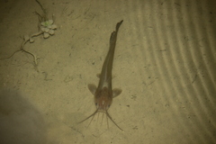 Clarias batrachus