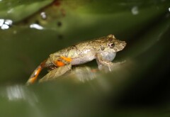 Bandeirantes Snouted Treefrog photo 2