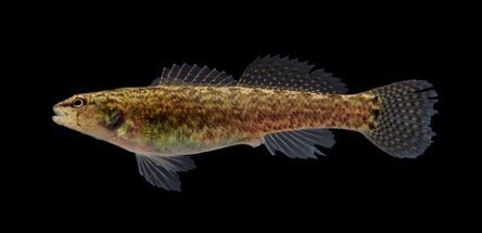 Spottail Darter