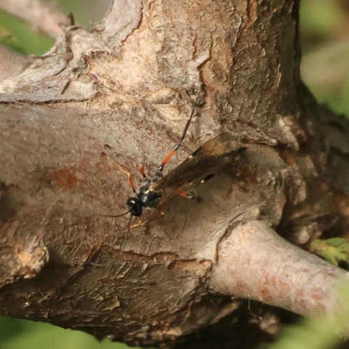 Pimpla disparis
