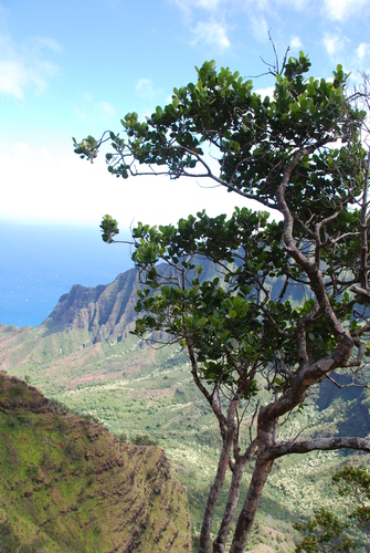 Zanthoxylum dipetalum