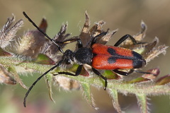 Stictoleptura cordigera