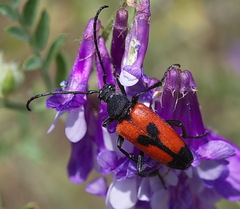 Stictoleptura cordigera