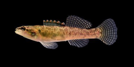 Stripetail Darter