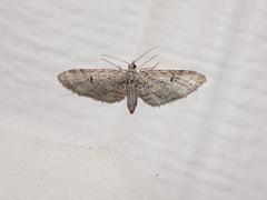 Eupithecia bolterii