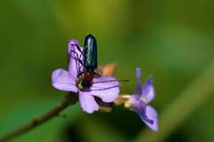 Cartallum ebulinum