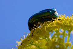 Protaetia cuprea ignicollis