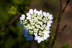 Tordylium aegyptiacum