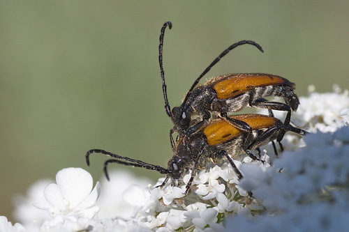 tawny longhorn beetle, photo 4 of 10