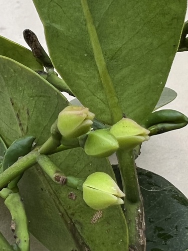 Zanthoxylum dipetalum