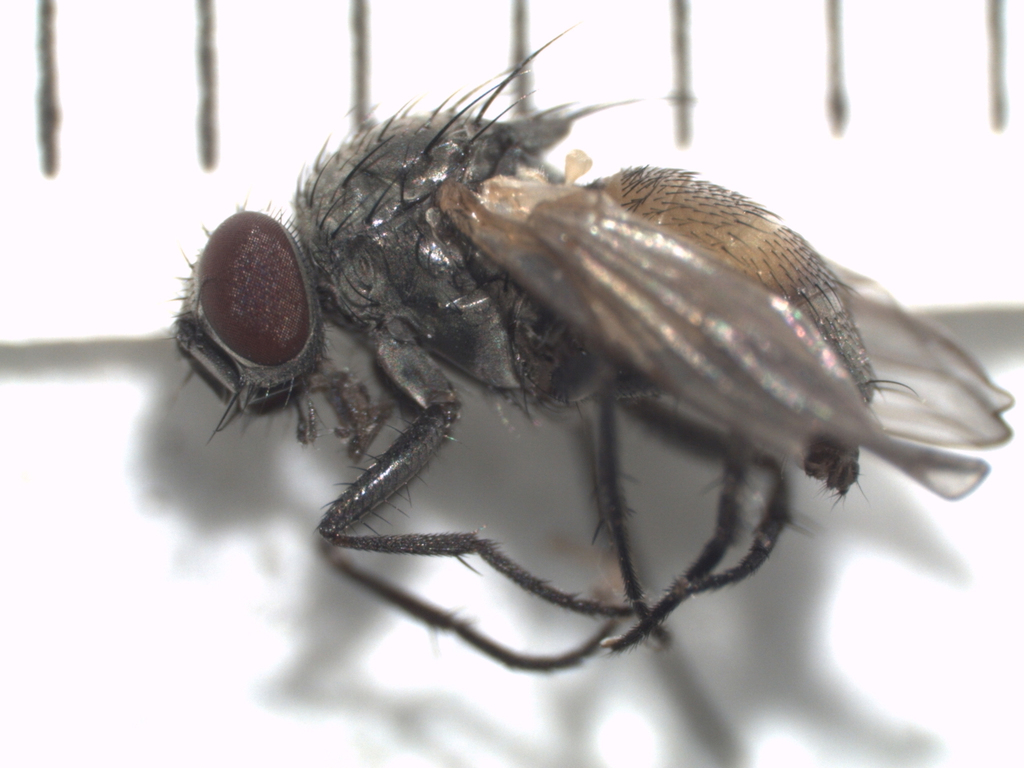 Fannia difficilis