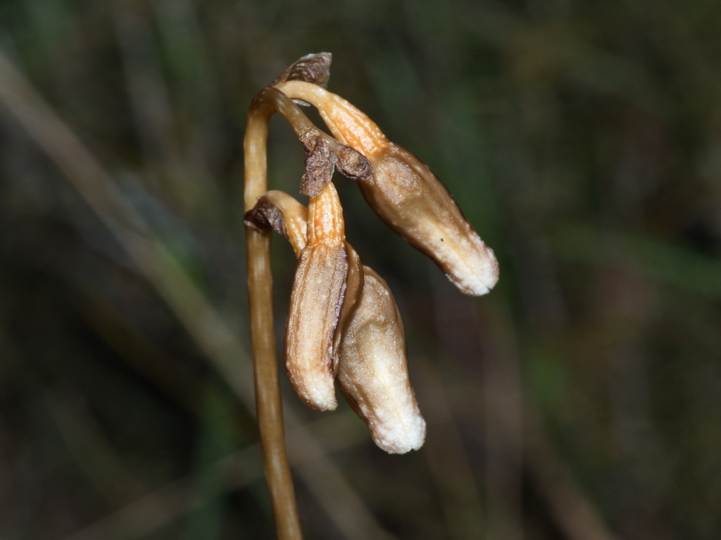 Gastrodia vescula