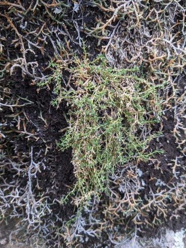 Livermore sandwort (Arenaria livermorensis)