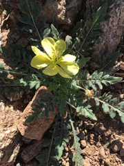 Oenothera primiveris