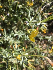 Acmispon rigidus