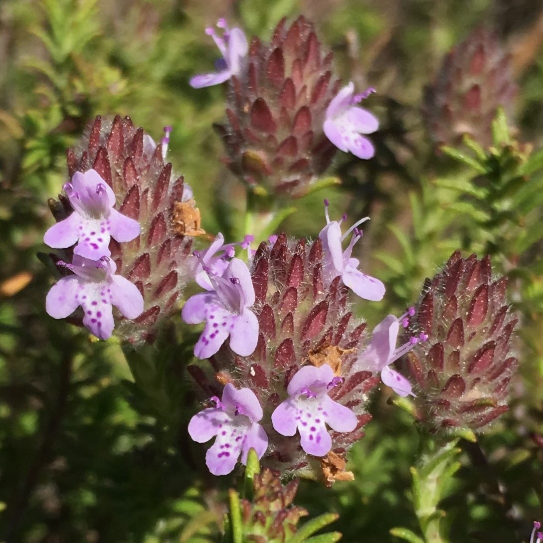 Piloblephis rigida