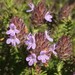 Florida Pennyroyal - Photo (c) Eric M Powell, some rights reserved (CC BY-NC), uploaded by Eric M Powell