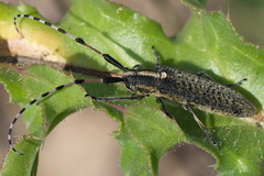 Agapanthia dahli