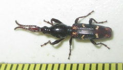 Orfilaia vulsellata