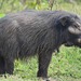 Giant Forest Hog - Photo (c) Pascal Bacuez, some rights reserved (CC BY-NC), uploaded by Pascal Bacuez