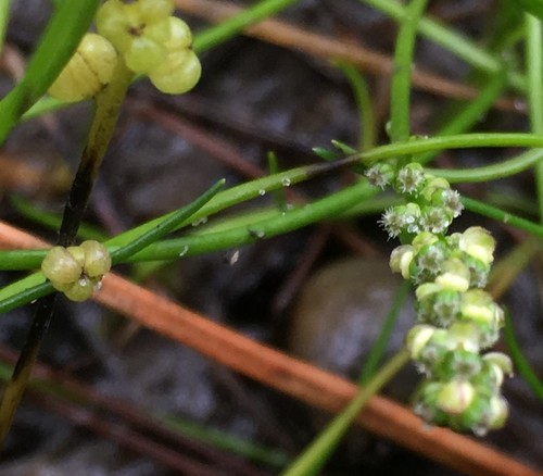 Juncaginaceae image