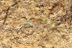 Ameiva bifrontata