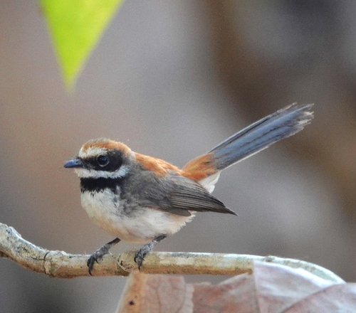 Supertramp Fantail (Rhipidura semicollaris), photo 9