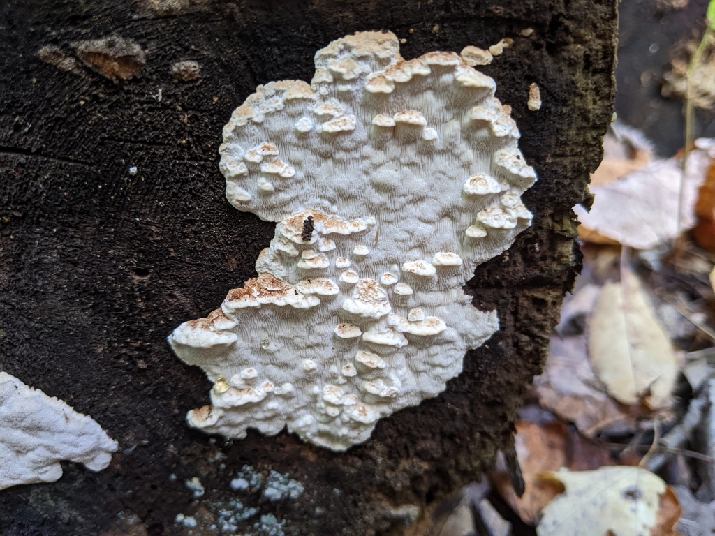 Fomitopsis sp. 'serialis-MI01'