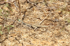 Ameiva bifrontata