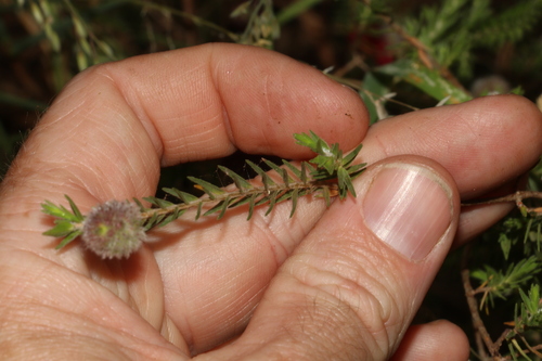 Image of Melaleuca purpurea by (c) Greg Tasney, some rights reserved (CC BY-SA)
