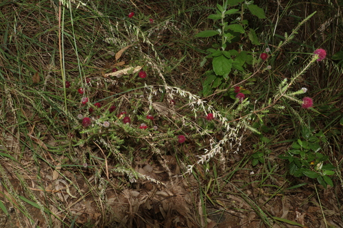 Image of Melaleuca purpurea by (c) Greg Tasney, some rights reserved (CC BY-SA)