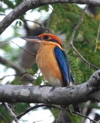 Cinnamon-Banded Kingfisher photo 2