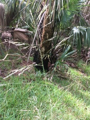 Eragrostis atrovirens