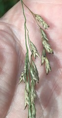 Eragrostis atrovirens