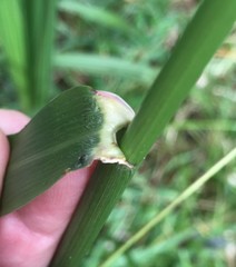 Eragrostis atrovirens