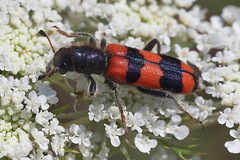 Trichodes crabroniformis