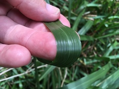 Eragrostis atrovirens