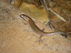 Northern Bar-Lipped Skink photo 3