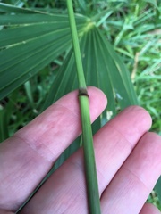 Eragrostis atrovirens