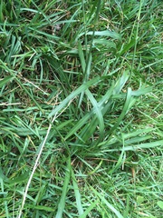 Eragrostis atrovirens