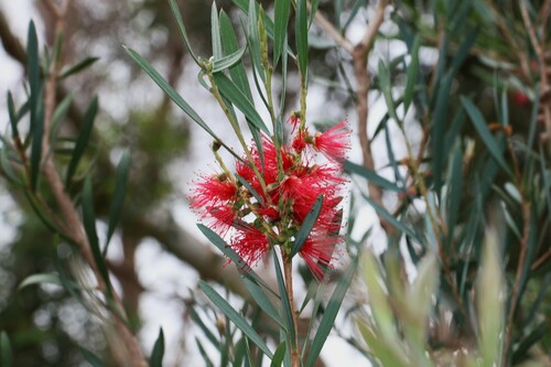 Image of Melaleuca phoenicea by (c) Greg Tasney, some rights reserved (CC BY-SA)