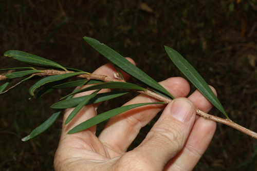 Image of Melaleuca phoenicea by (c) Greg Tasney, some rights reserved (CC BY-SA)