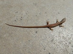 Elgaria multicarinata webbii