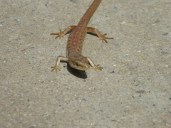 Elgaria multicarinata webbii